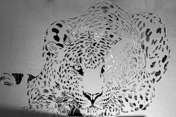 le leopard a l-affut - decoupes terminees
