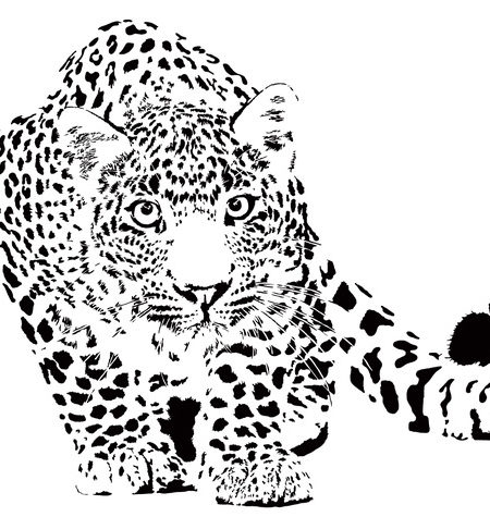 Pas chat
