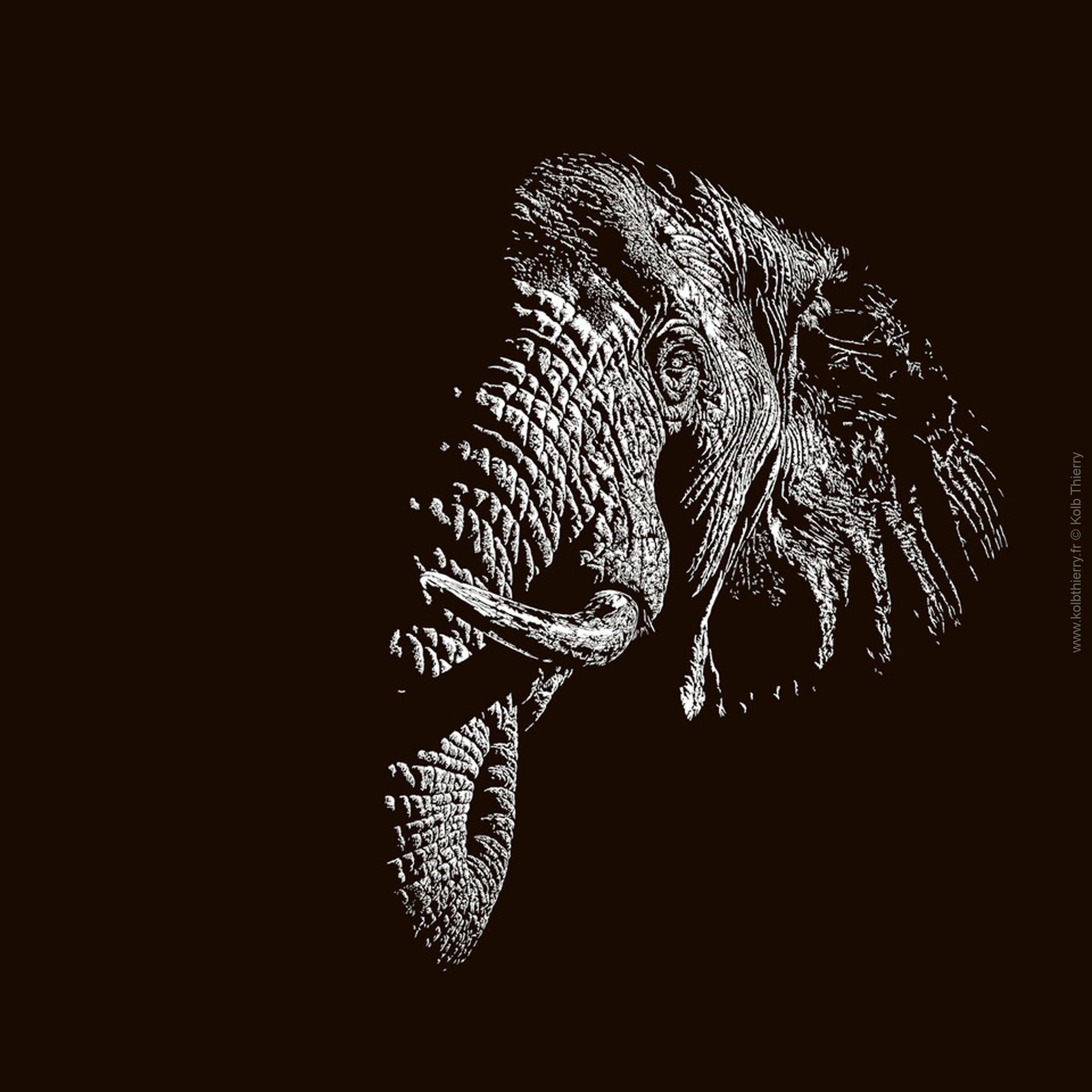 Origine est une sculpture lumineuse en bois découpé, d'une tête d'éléphant. travaillée en ombre et lumière, cette sculpture est impressionnante de présence et d'impact. D'une dimension de 160x160, elle est est retroéclairée par des leds intégrées et dimmables. Sa finition est en peinture laque mate noire, avec un encadrement aluminium. Pièce unique et entièrement réalisée à la main par Thierry Kolb dans son atelier.